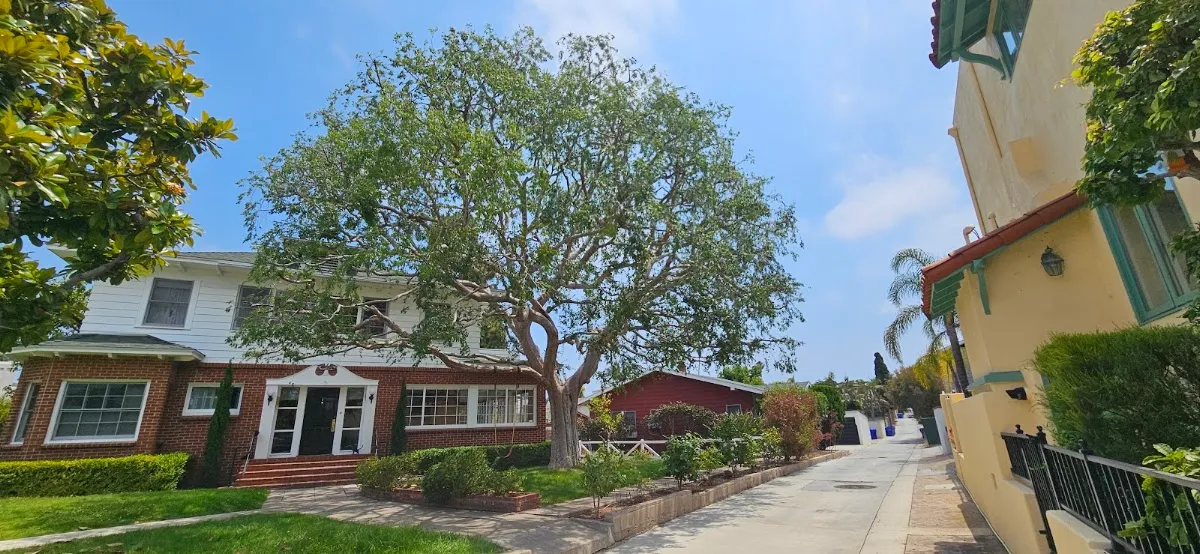 San Diego Tree Service Contractor in San Diego