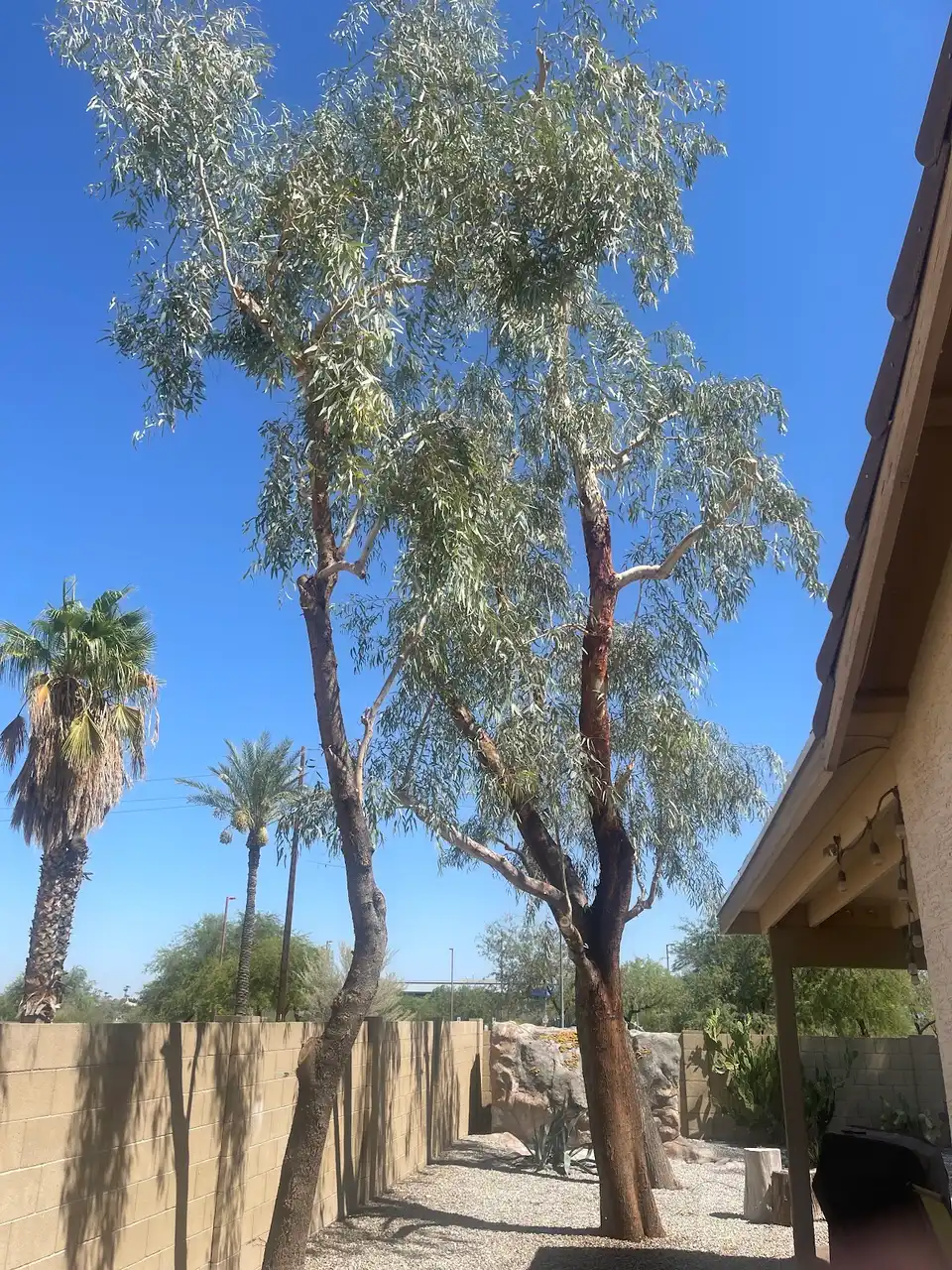 Tree Pros in Phoenix