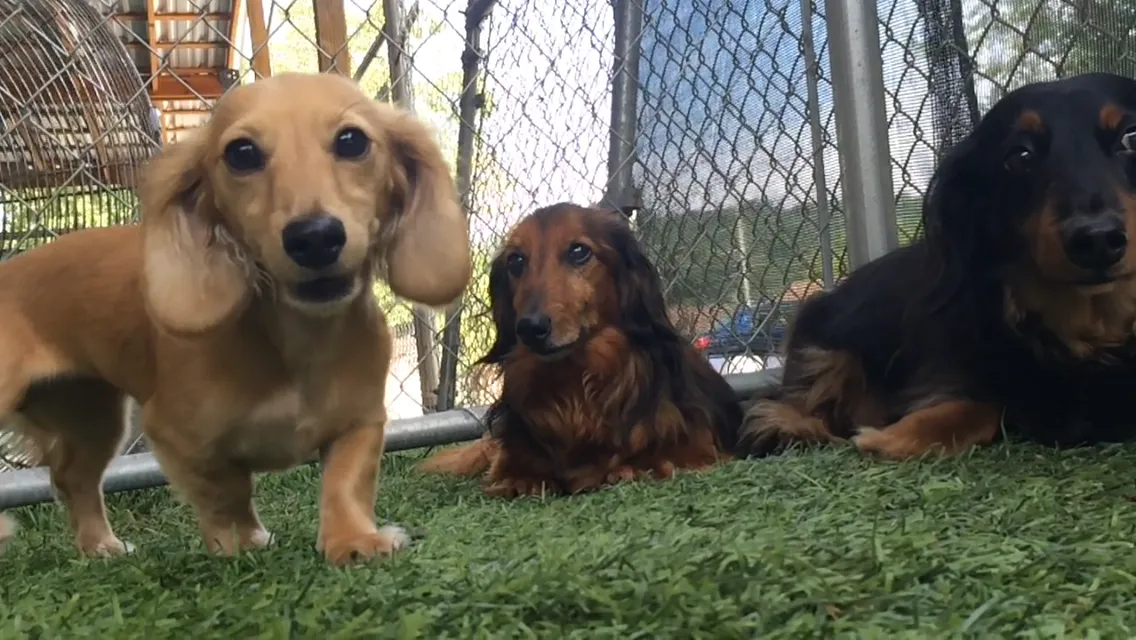 The Pawms Pet Resort Avondale in Birmingham