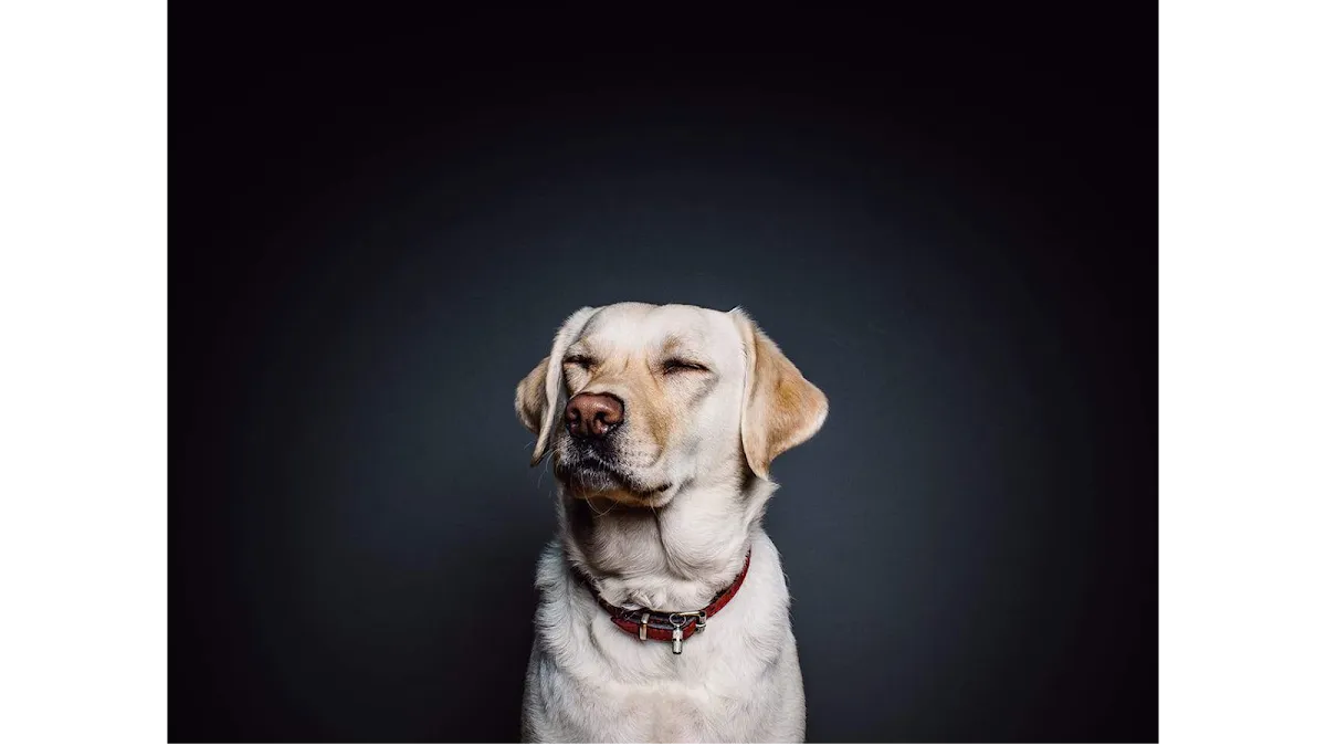 Hounds Lounge Pet Resort and Spa - Riverdale in Little Rock