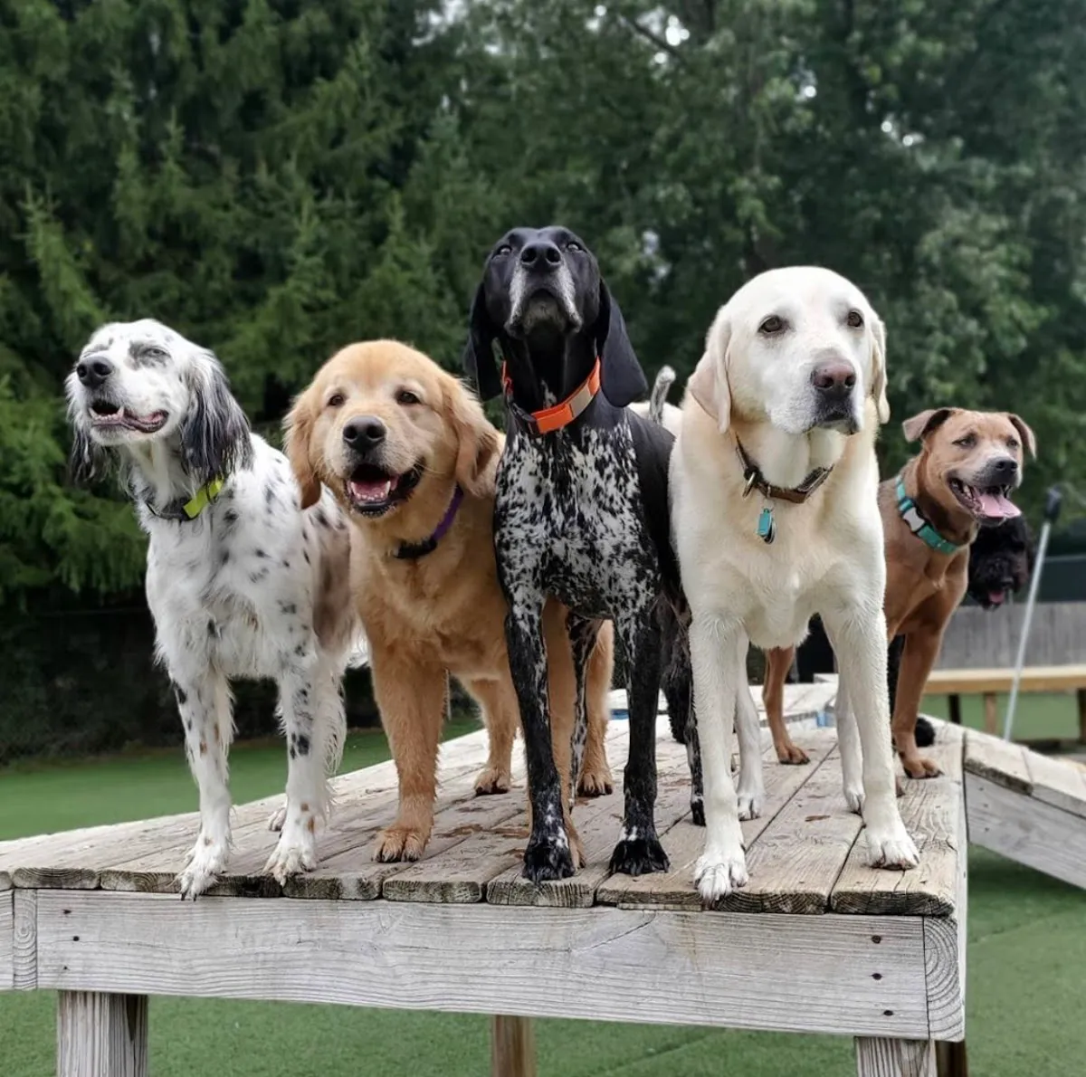 Camp K9 Pet Resort & Day Camp in Madison