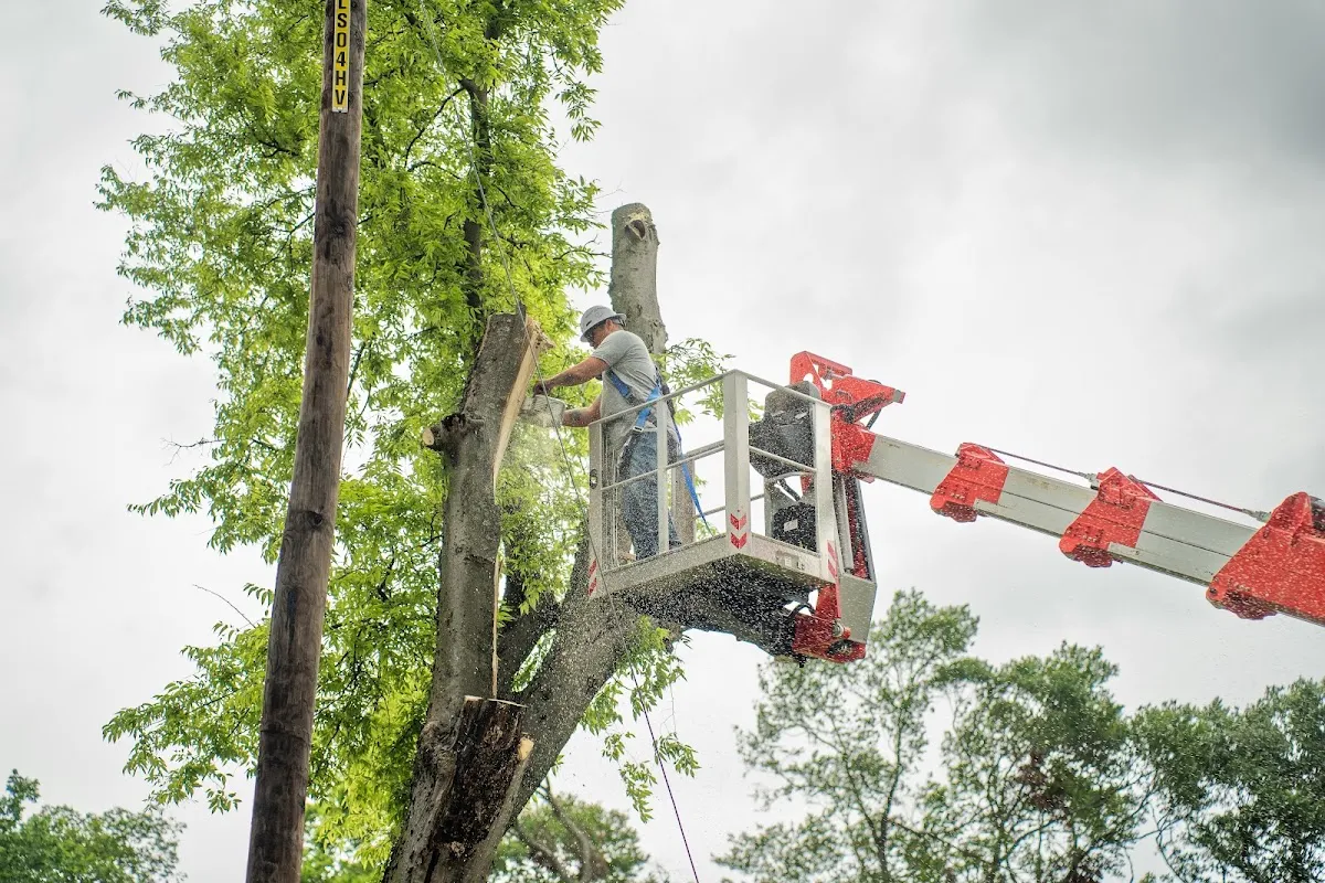 Ox Tree Services, LLC in Birmingham
