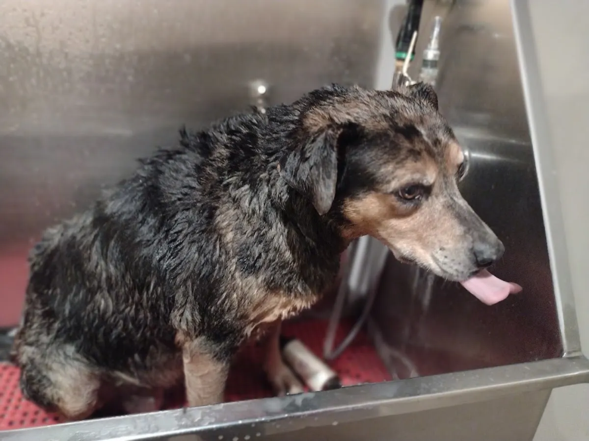 Dirty Dawgs Pet Care DIY Dog Wash & Grooming in Tucson