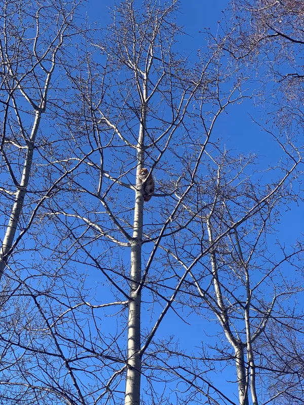 Apex Tree Care, LLC in Anchorage