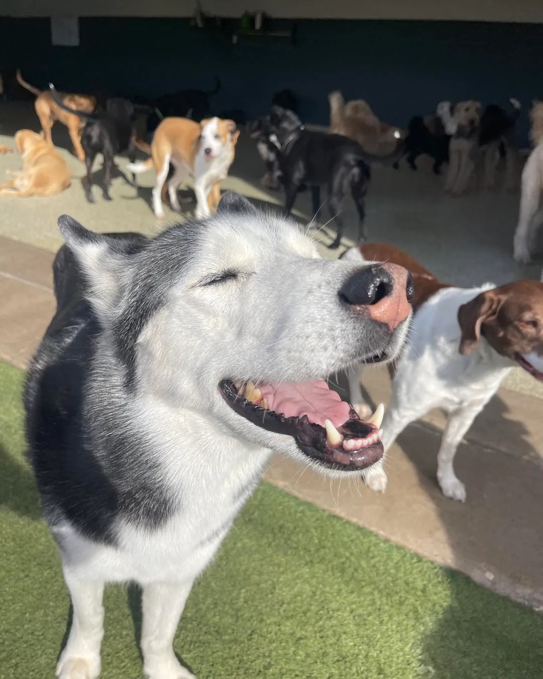 Hounds Lounge Pet Resort and Spa - Fayetteville in Fayetteville
