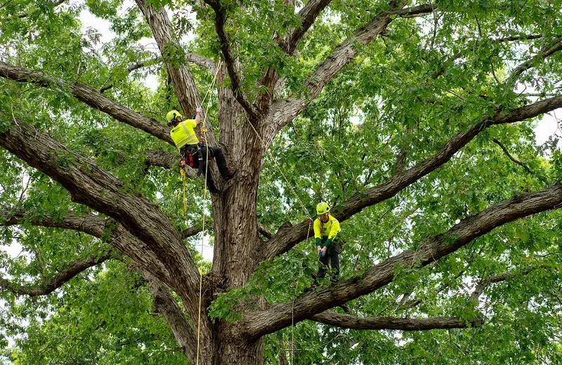 Bartlett Tree Experts in Burlington