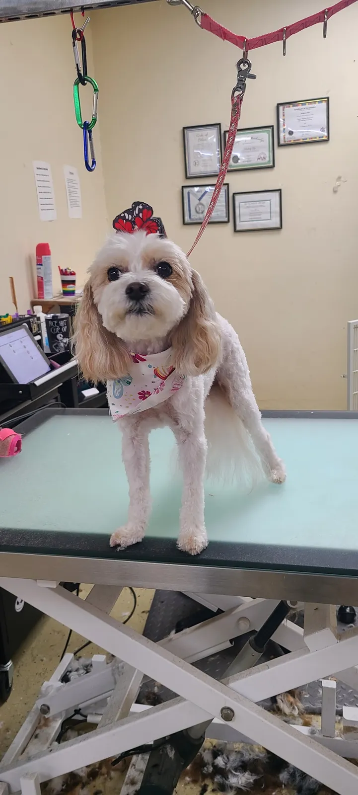 Baths Barks & Bubbles Pet Spa at The Ridge in Birmingham
