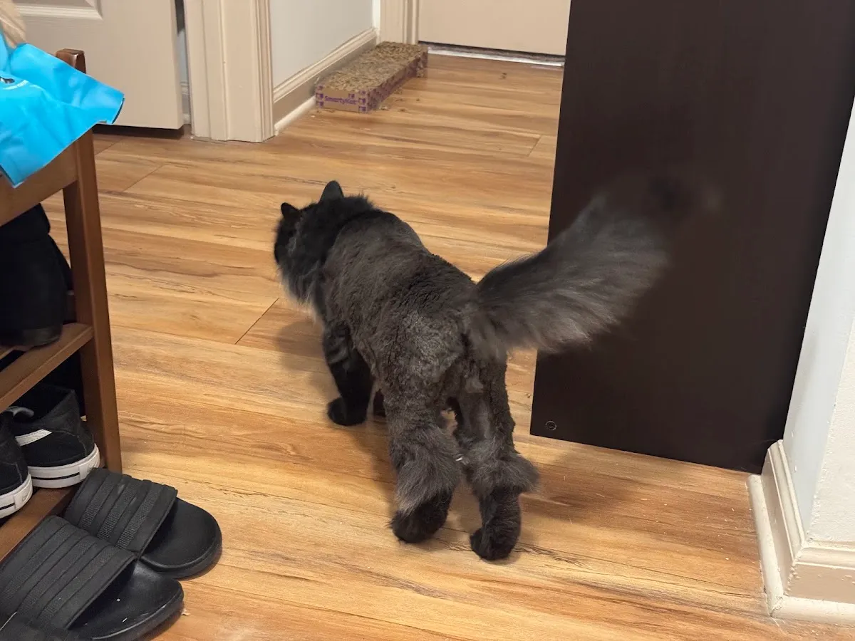 VIP Grooming and Pet Hotel in Huntsville