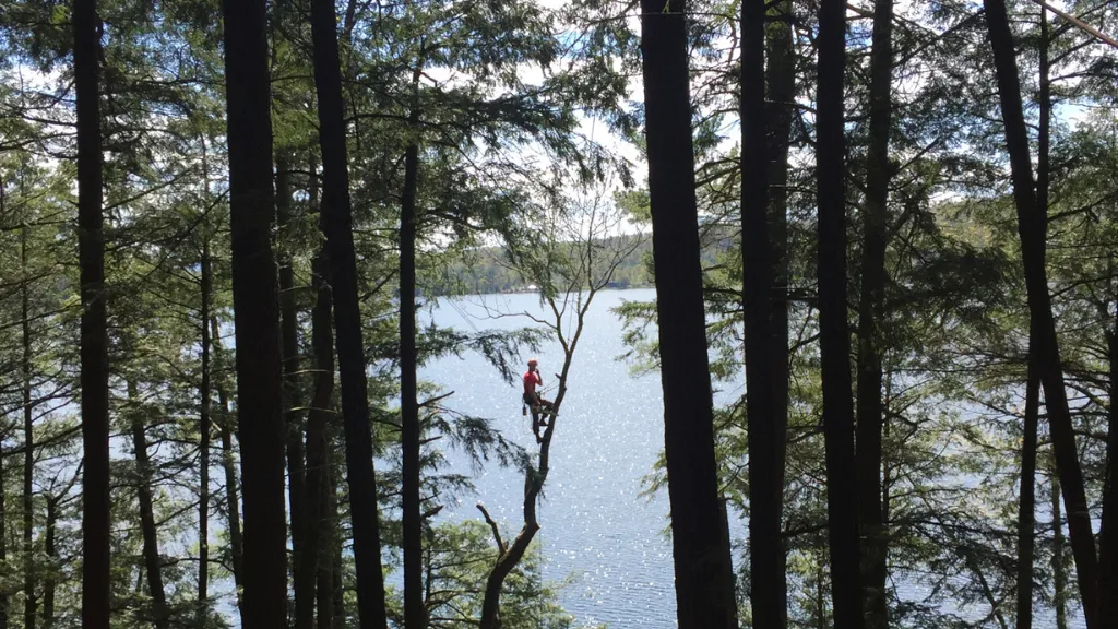 Limbwalker Tree Service in Burlington
