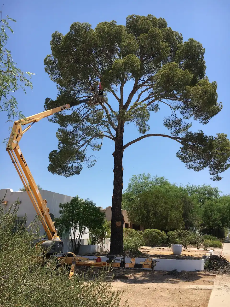 AAA Mammoth Tree & Landscaping in Tucson