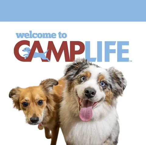 Camp Bow Wow Phoenix in Phoenix