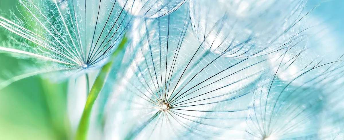 dandelion marketing in Birmingham