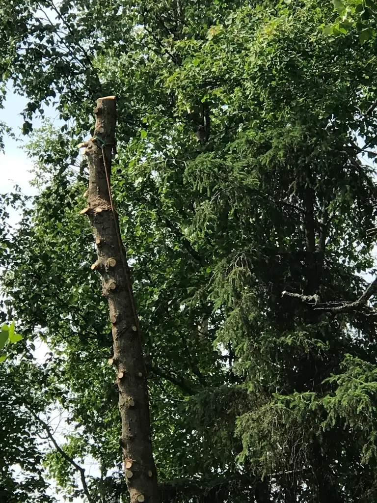 Rice And Company Tree Service in Anchorage