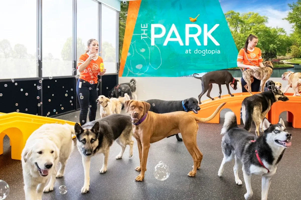 Dogtopia of Arcadia in Phoenix