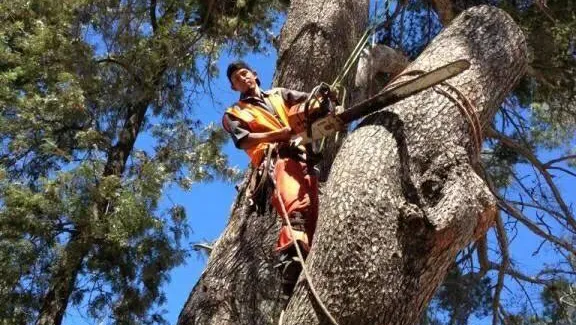 Hallelujah Tree Service in Los Angeles