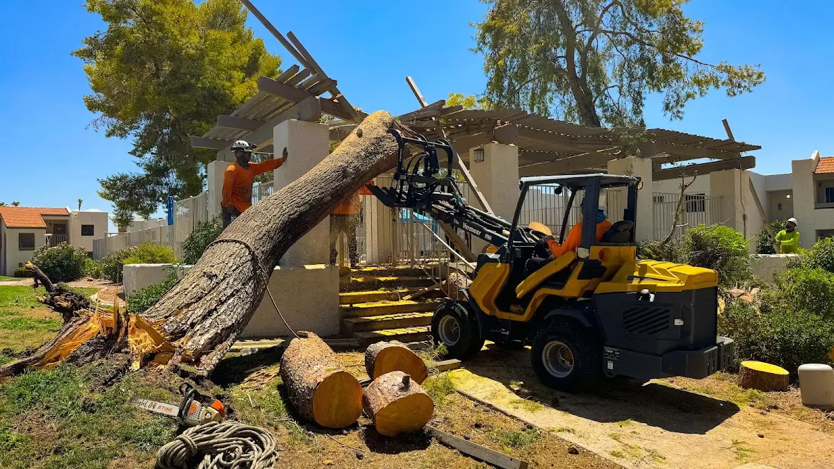 Harris & Sons Tree Specialists in Phoenix
