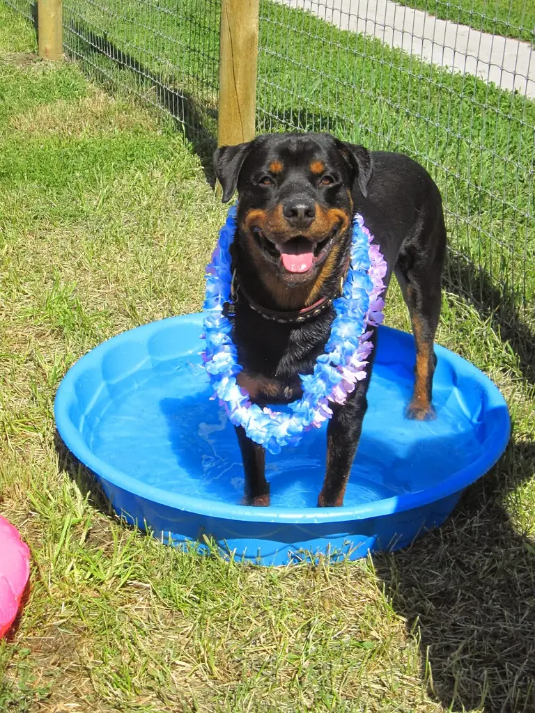 Red Ruff Inn - Doggie Daycare, Pet Hotel, Grooming & Training in Cheyenne