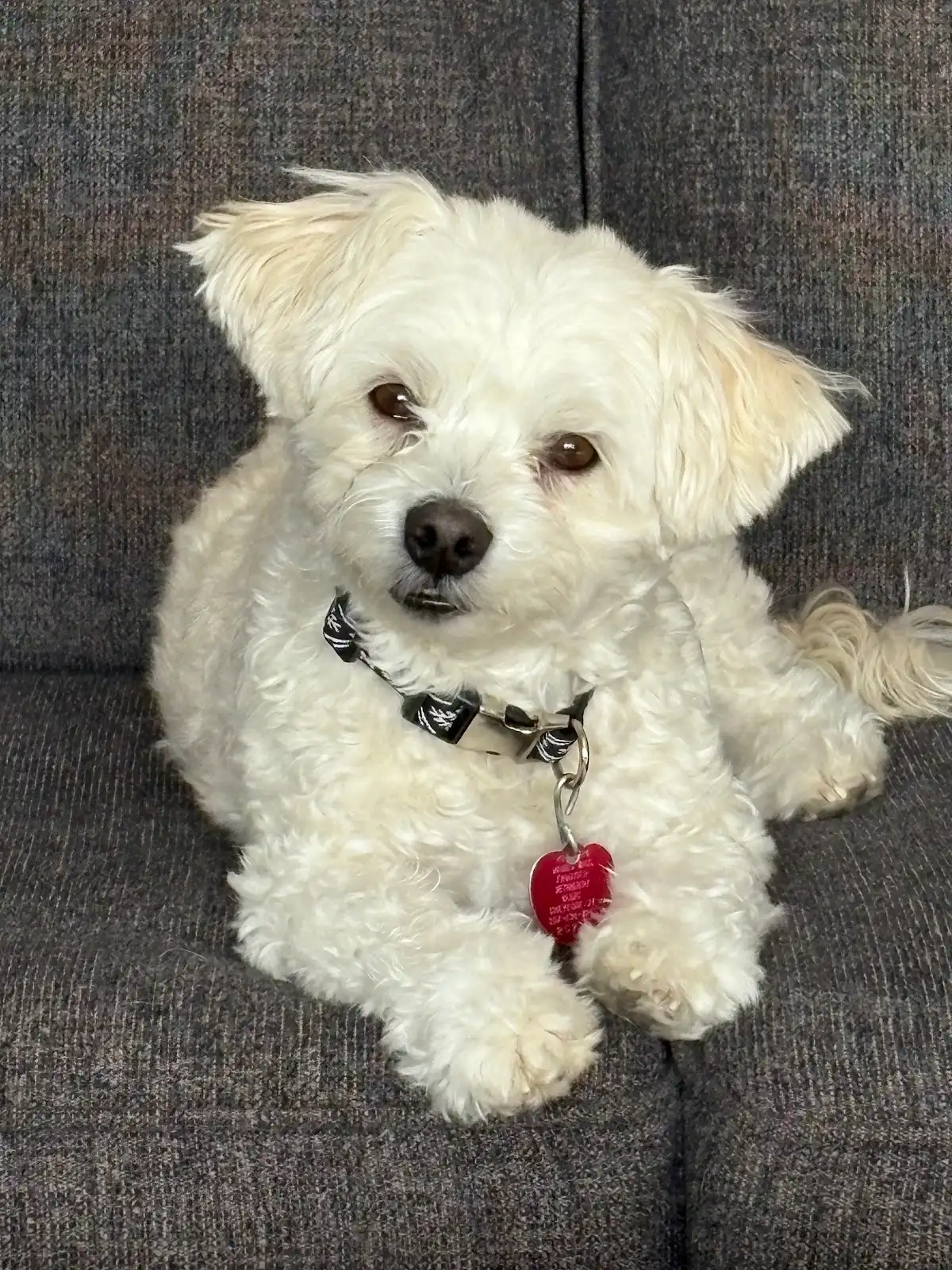Four Paws Pet Salon in Cheyenne