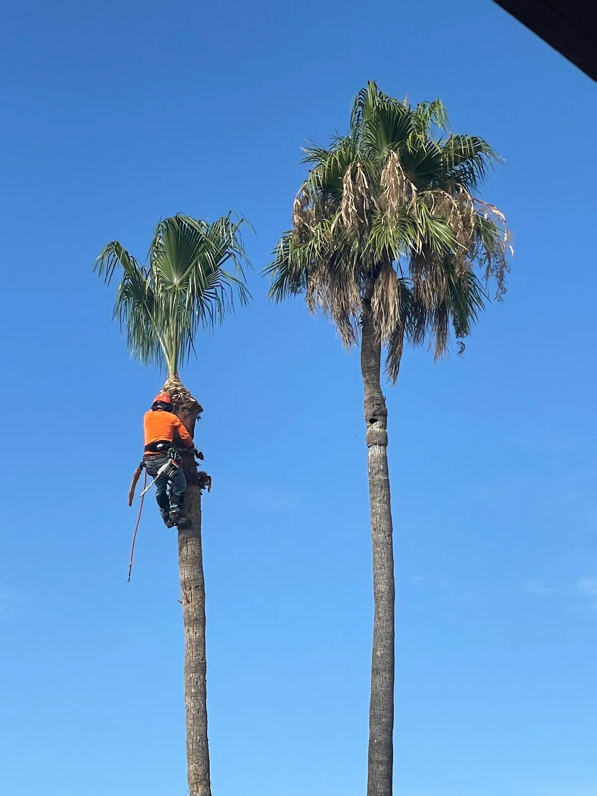 Mayscape Tree Trimmers in Phoenix