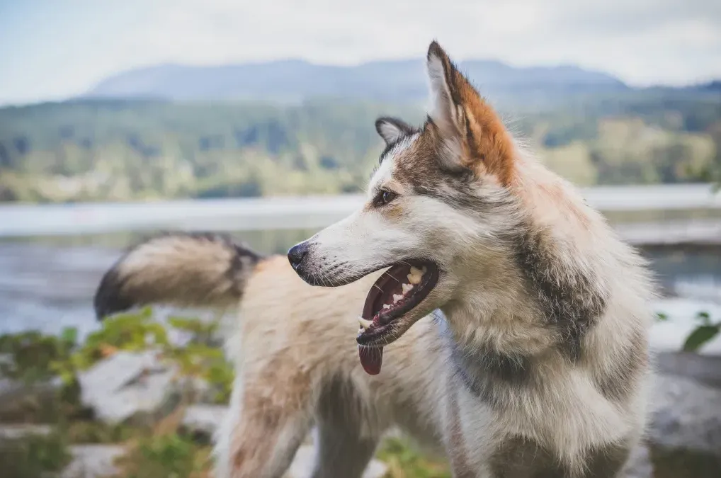 Animal Daycare & Boarding in Anchorage
