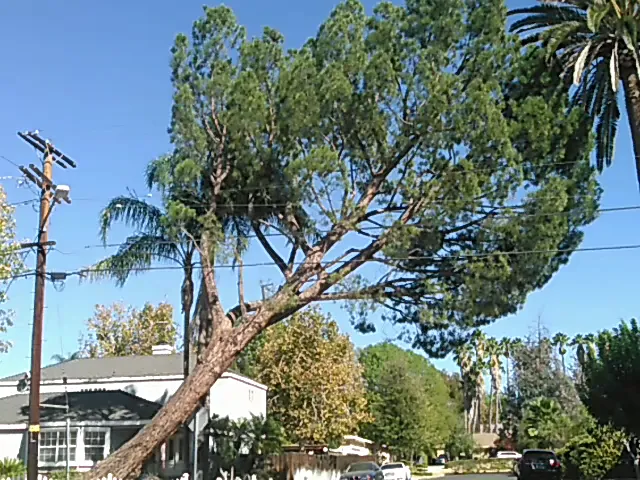 Easy Does It Tree Service Inc in Los Angeles