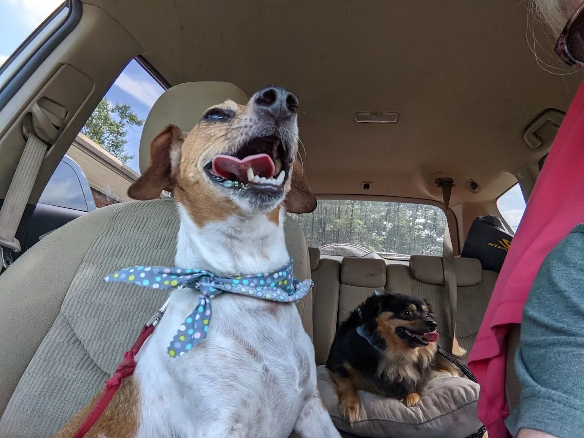 Arkansas Pet Resort in Little Rock
