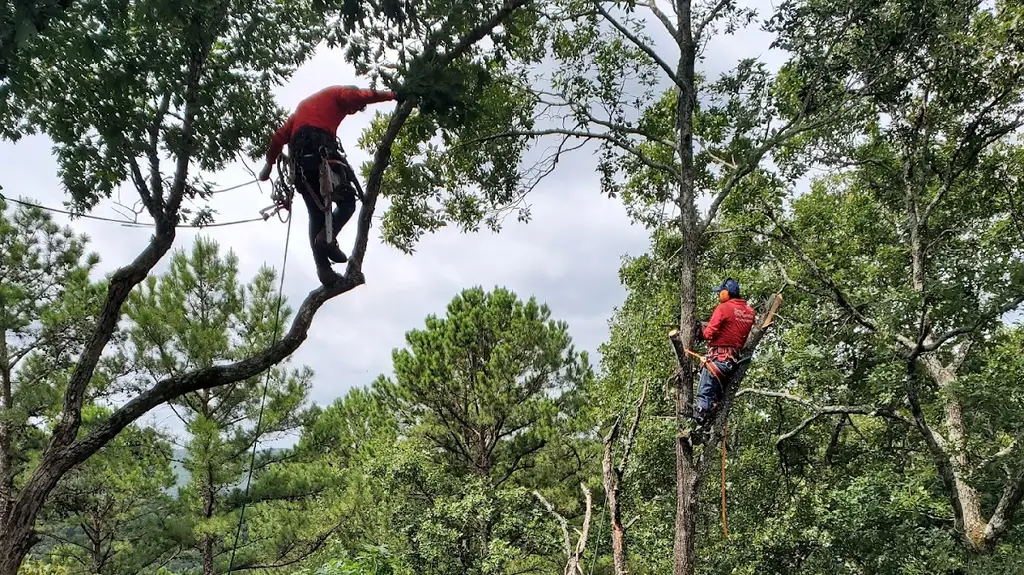 Luis' Tree Service in Little Rock