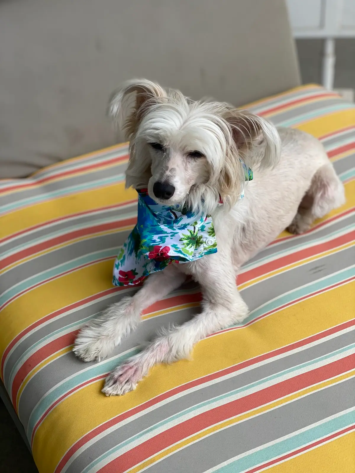 Minerva's Pet Grooming and Boarding in Tucson