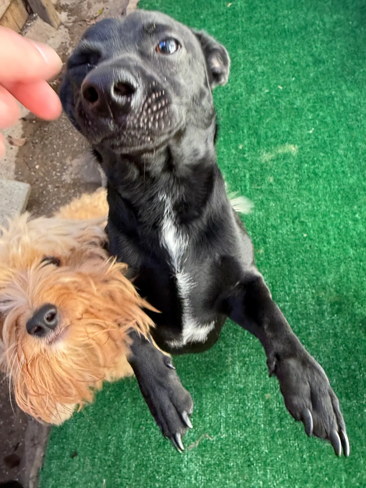 Hillcrest Dog Spot in Little Rock