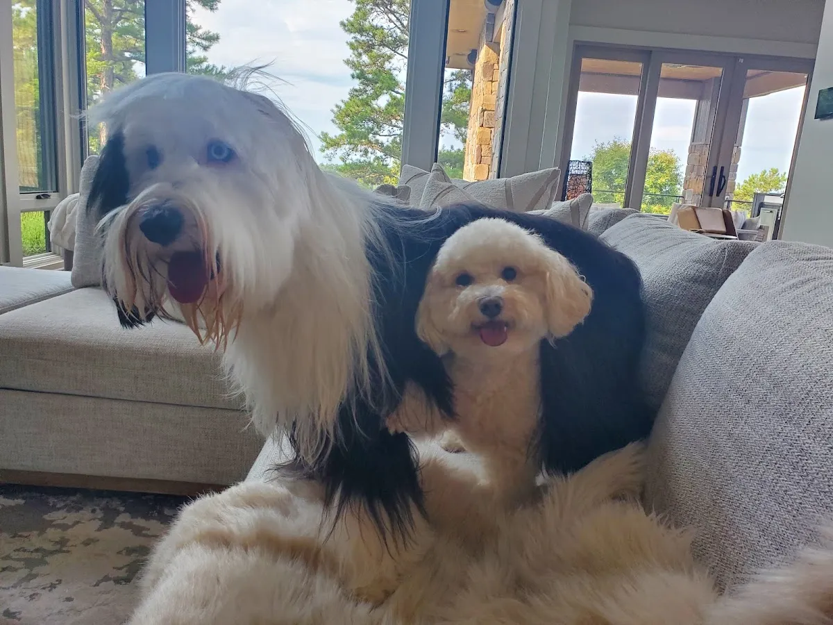 Rockin Paws Dog Walking & Pet Sitting in Little Rock