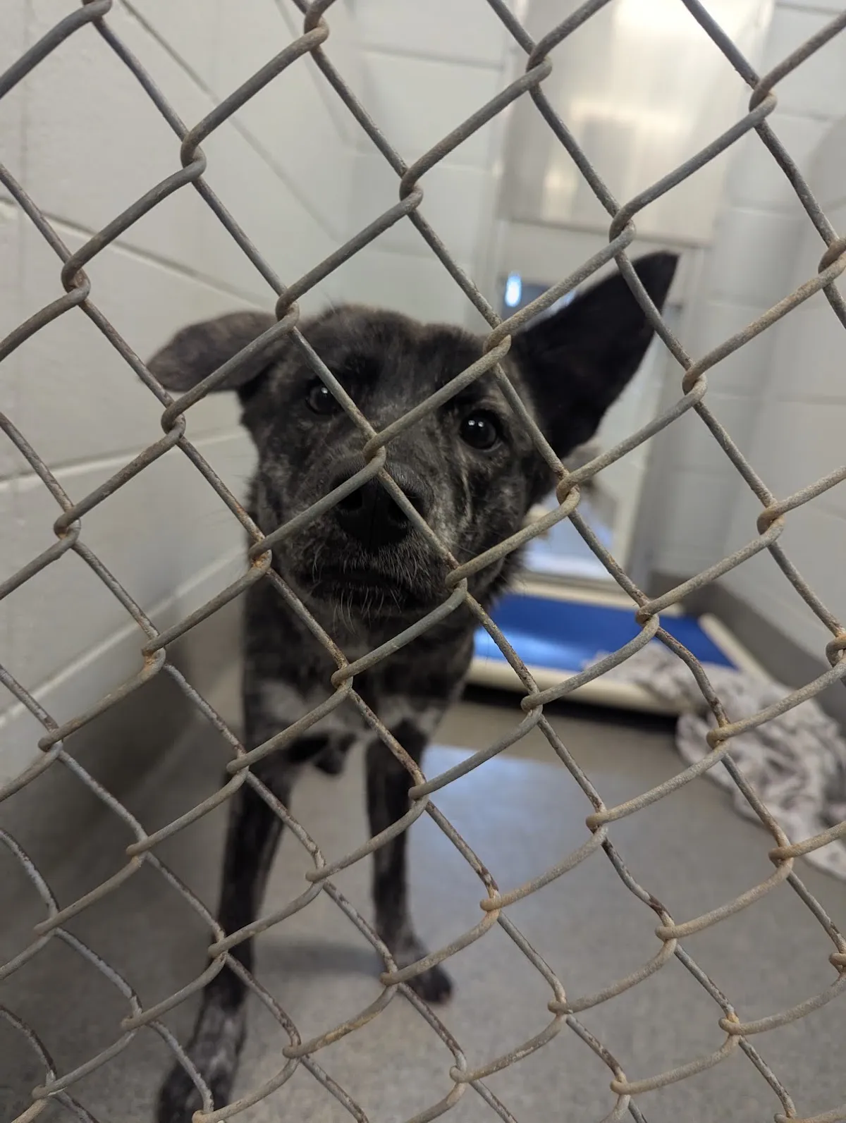 Huntsville Animal Services in Huntsville