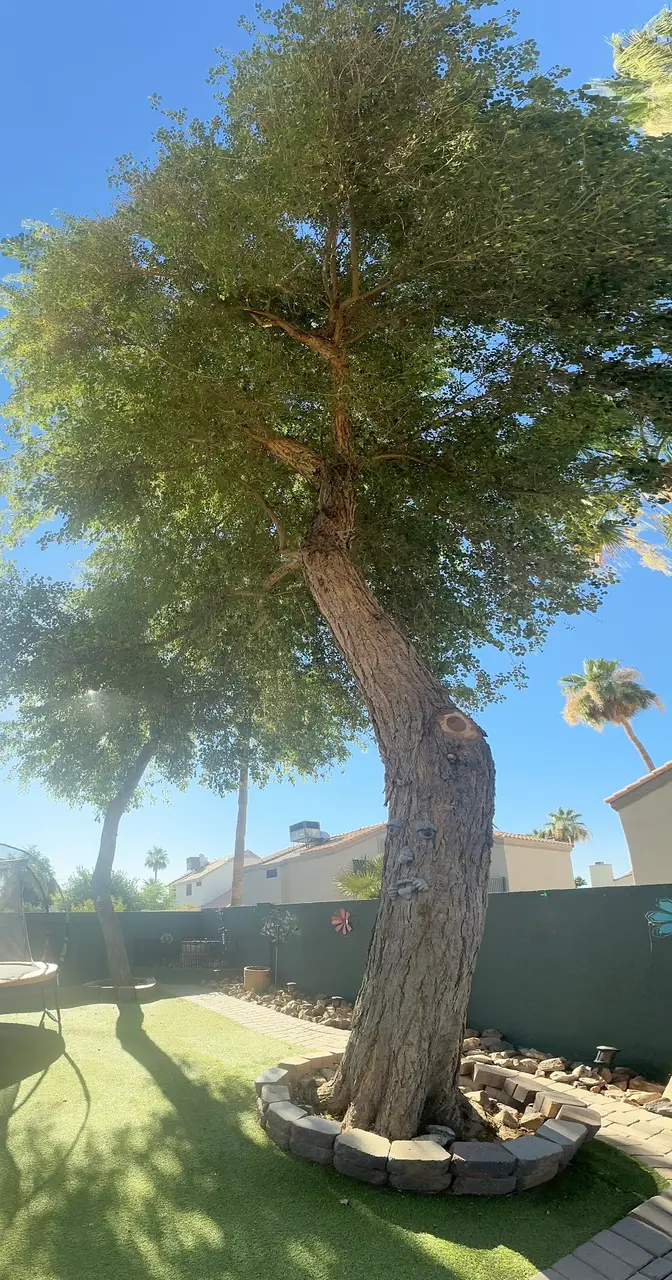 American Tree & Landscape Co in Phoenix
