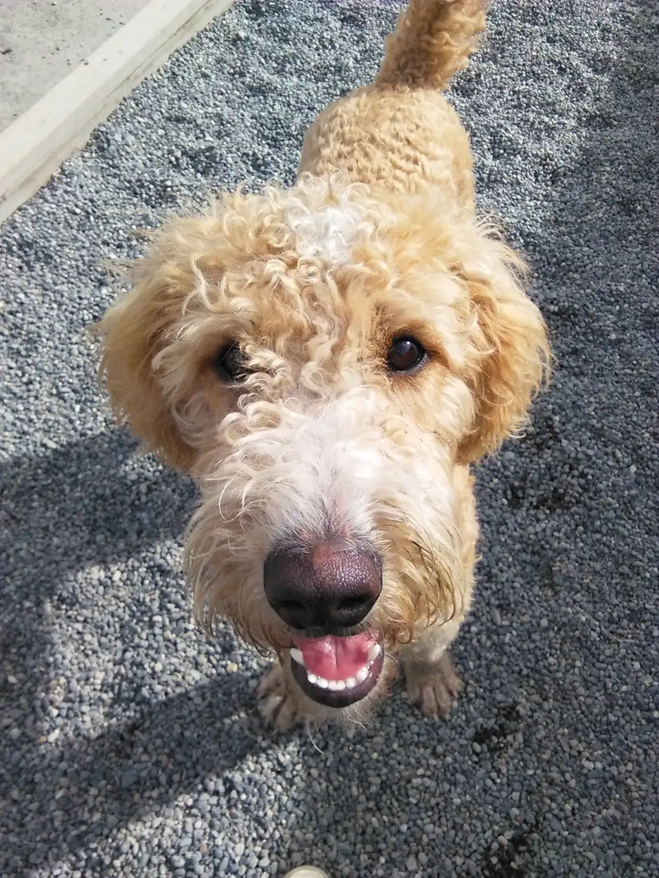 Barking Lot Doggie Daycare in Anchorage