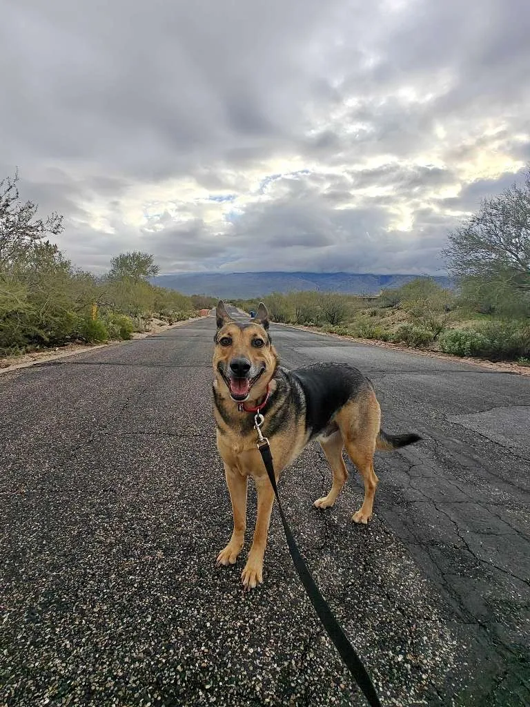The Pet Nanny In-Home Pet Sitters, LLC in Tucson