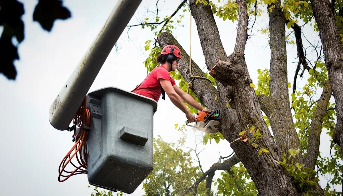 Lights and Flowers City Tree Service in Anchorage