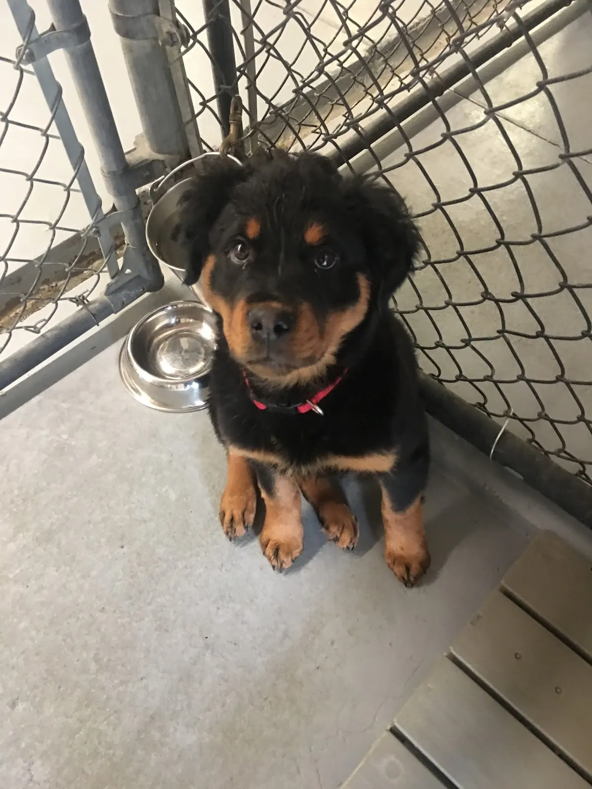 Southpaw Dog Boarding in Ak in Anchorage