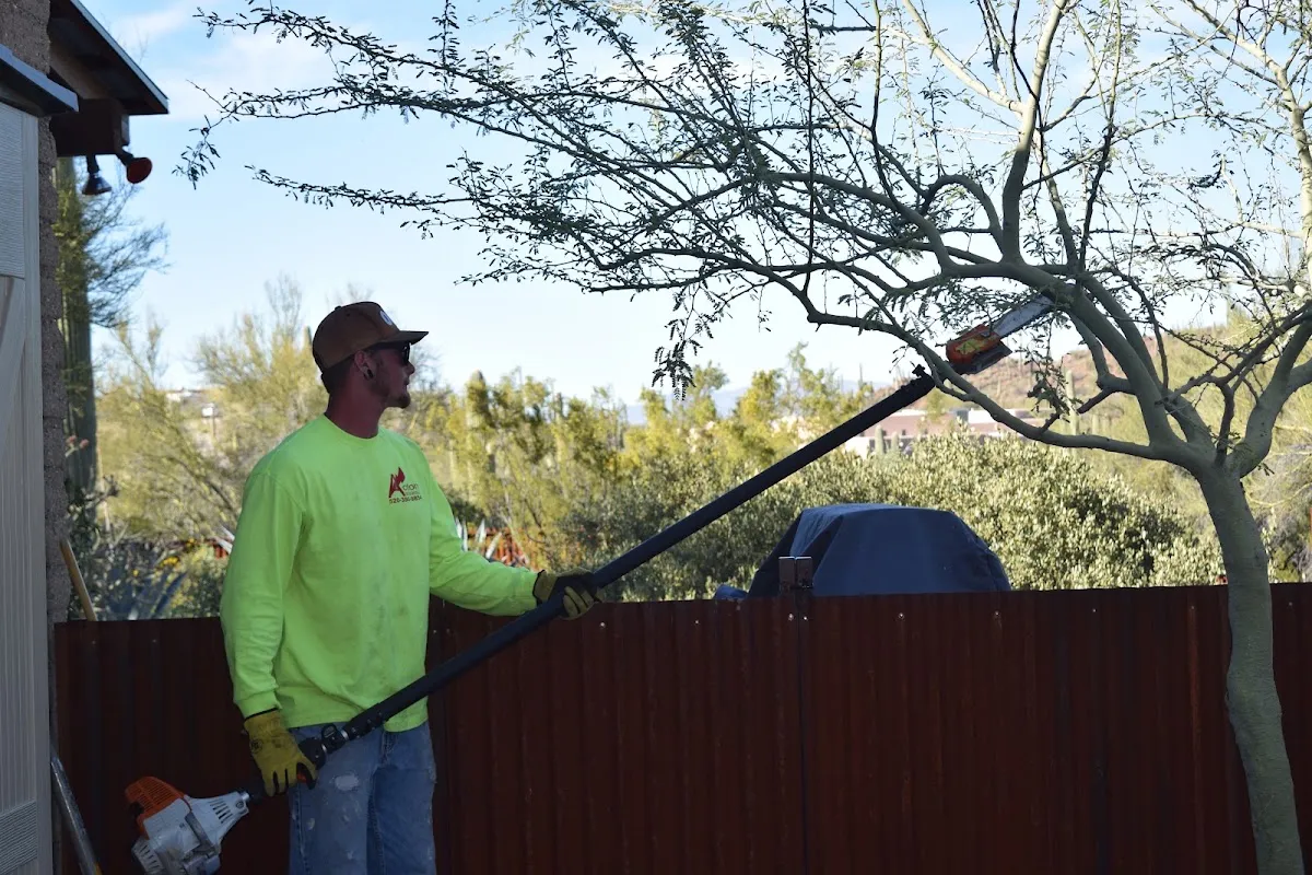 Action Yard and Tree Service in Tucson