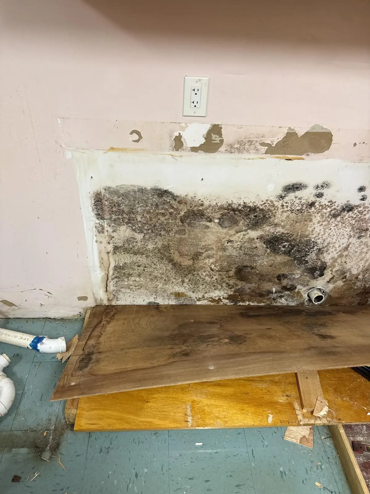 Mold Doctor Pro in Tampa