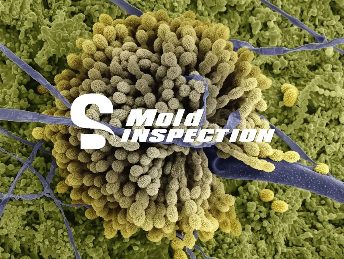 SD Mold Inspection in San Diego
