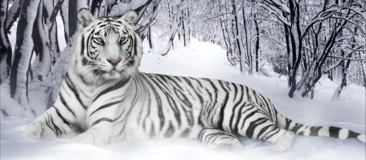 White Tiger Counseling in Phoenix