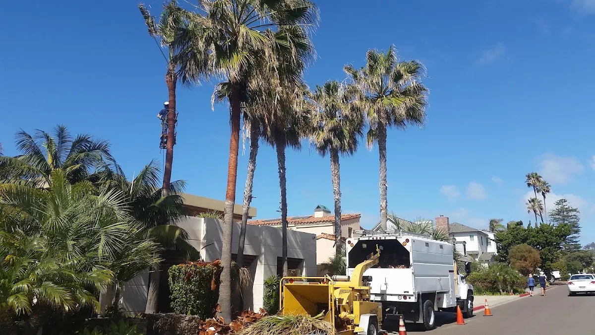 San Diego Tree Care in San Diego