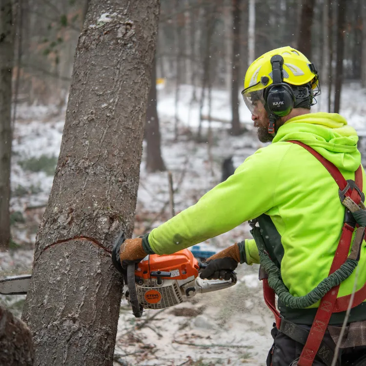 Teachers Tree Service in Burlington
