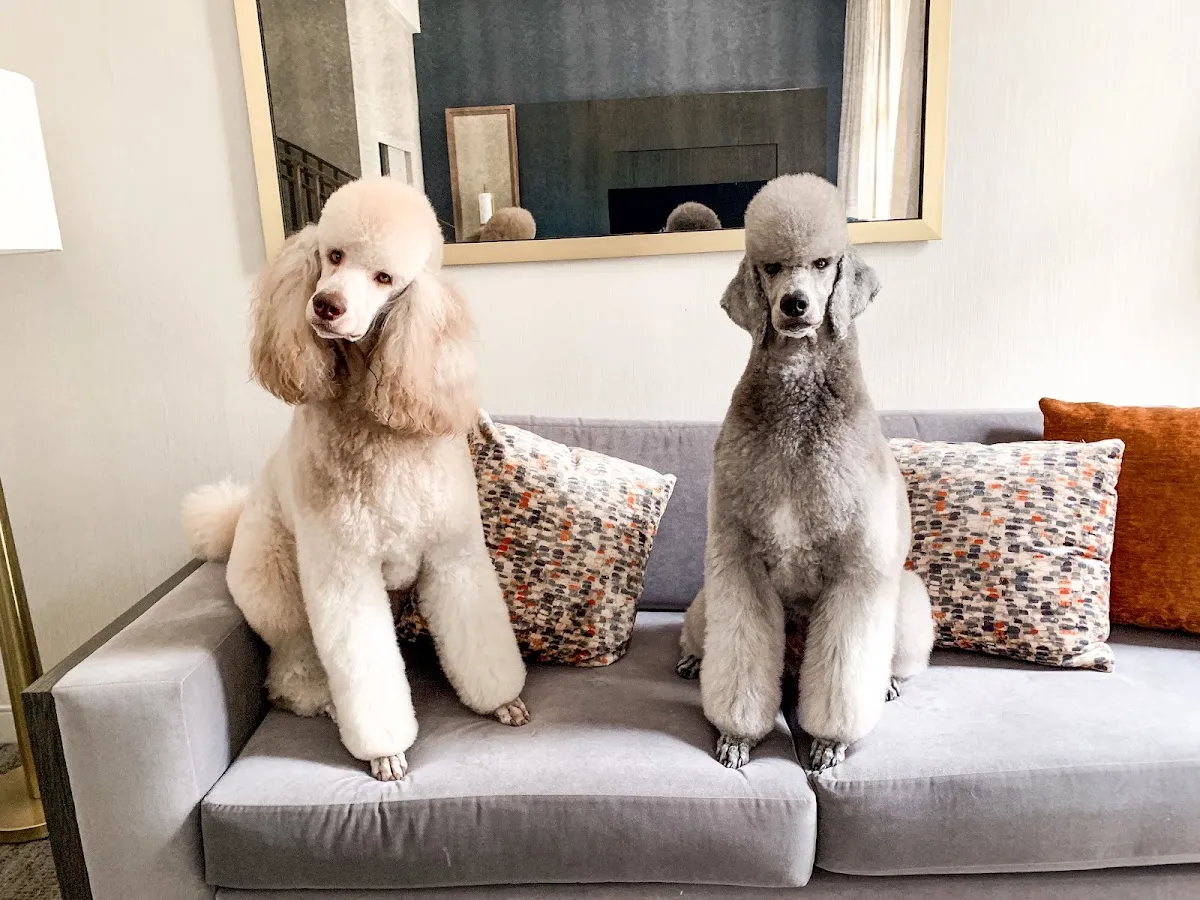 Lucky Dog Grooming in Fairbanks