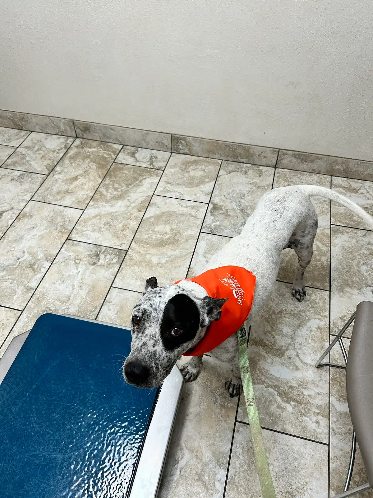 Spanish Trail Pet Clinic in Tucson