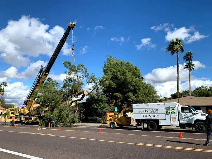 ArborCraft Tree Service Phoenix in Phoenix
