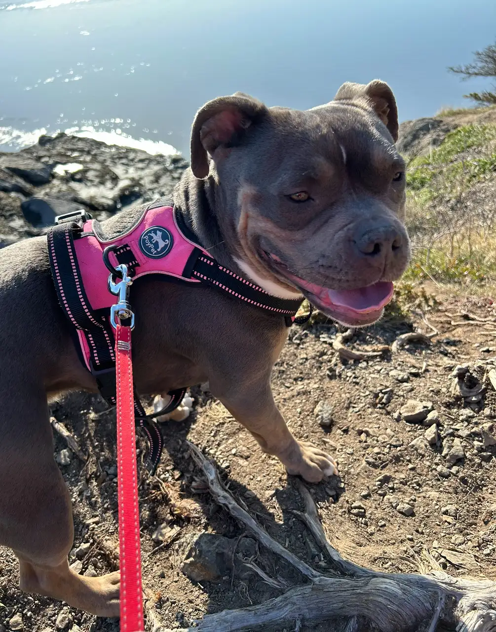 Autumn Paris Pet Service in Anchorage