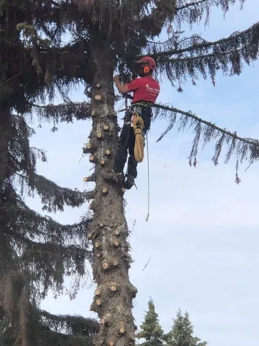 Tall Trees in Anchorage