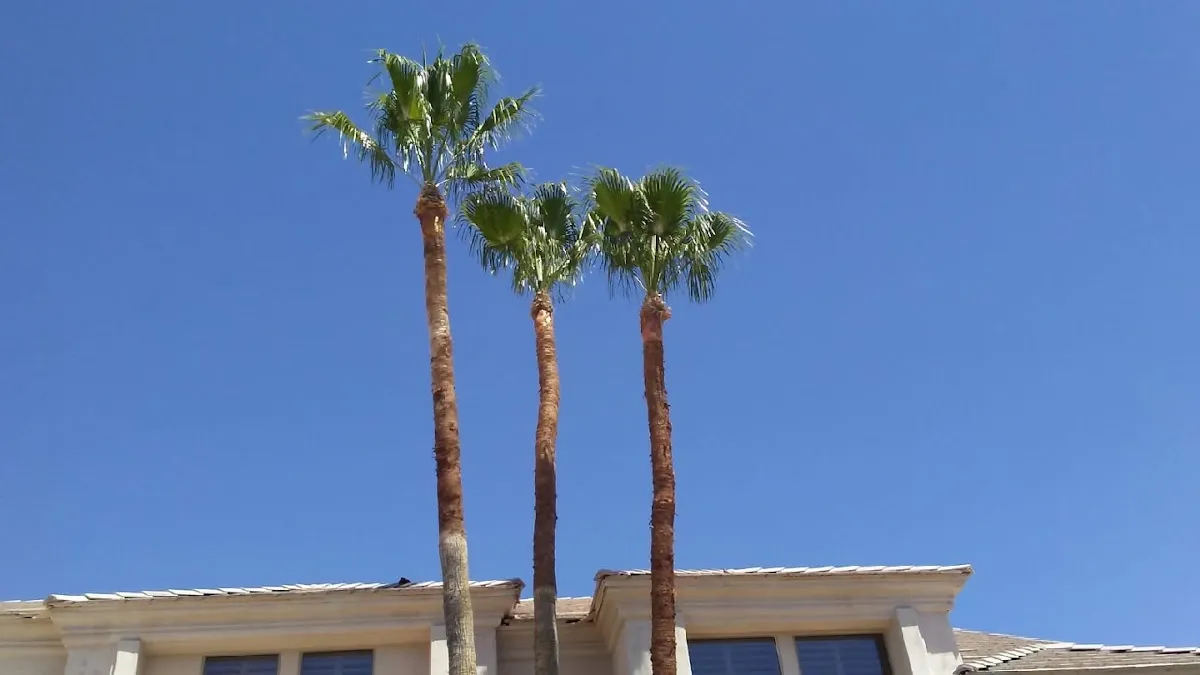 Miguel's tree care LLC in Phoenix