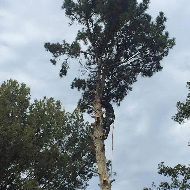 Pacific Tree Care in Los Angeles