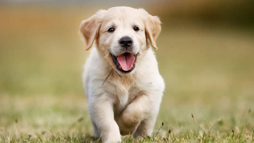 K-9 Kennels in Cheyenne